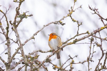 A selective focus shot of a robin perched on a branchの写真素材