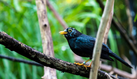A beautiful yellow-legged Thrush bird perched on  a tree branchの写真素材