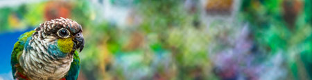 A panoramic shot of  a cute colorful Crimson-bellied Parakeet parrot on blurred colorful  backgroundの写真素材