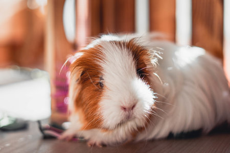 A closeup portrait of a cute hairy guinea pig lying in the sun at homeの写真素材
