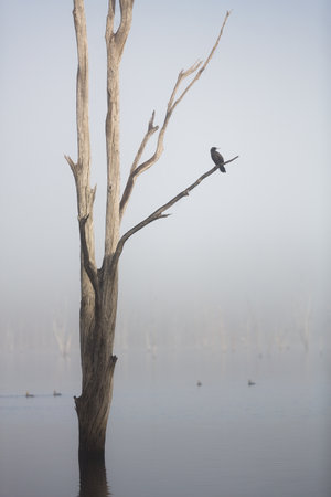 A vertical shot of a bird sitting on the tree in Lake Moogerah on a foggy morning, Queensland, Australiaの写真素材
