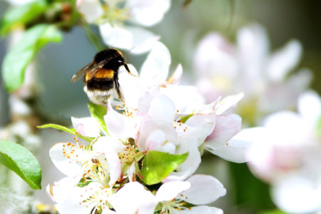 A closeup shot of a bumblebee insect on a blooming apple tree branch in the springtimeの写真素材