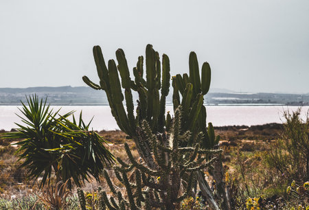 A closeup of cactuses and exotic plants growing in a field under the sunlight