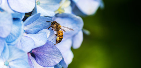 A bee collecting pollen from blue hydrangea flowerの写真素材