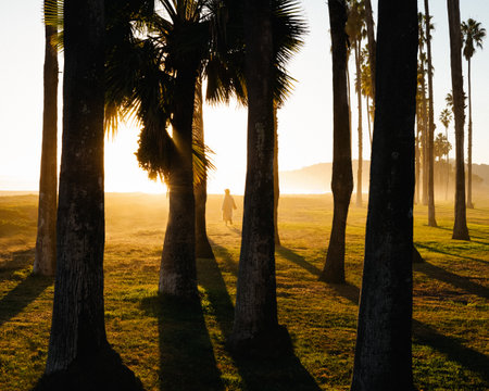 A single unidentified person walks among a grove of palms trees on a grassy knoll above a beach. The golden mist and fog of the beach rolls in.の写真素材
