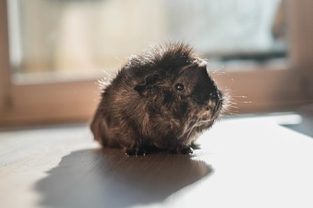 A closeup portrait of a cute hairy guinea pig sitting in the sun at hoの写真素材