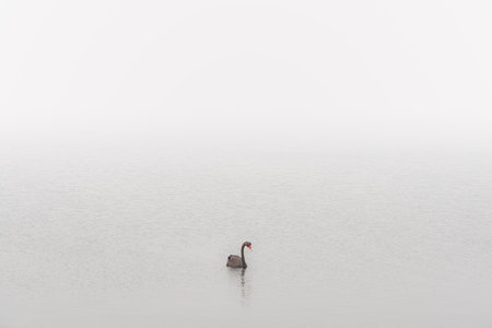 A black swan in bushfire smoke St Helens, Tasmaniaの写真素材