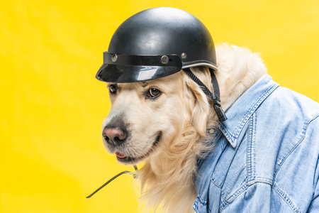 A white golden retriever posing in studio in biker look, denim jacket, and black helmetの写真素材