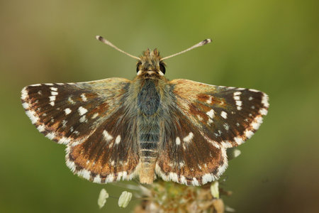 A closeup shot of the red underwing skipper butterfly, Spialia sertorius, in the Gardの写真素材