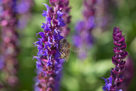 close-up of a honey bee harvesting on blue and purple sage blossoms with blurry background