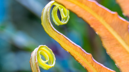 A closeup shot of fern leaf with blurred background