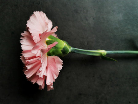 A top view of a pink carnation flower on a gray backgroundの写真素材