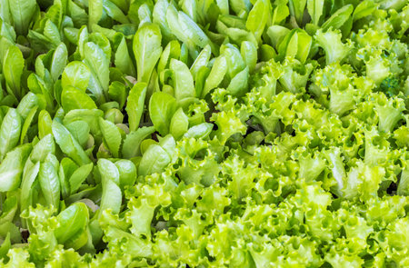 A closeup of the fresh green lettuce sproutsの写真素材