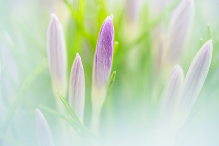 An aesthetic closeup of blooming crocus flowers in a garden with a soft focusの写真素材