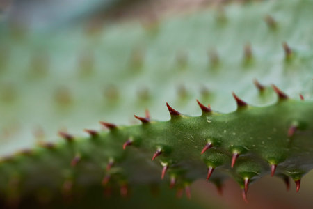 A closeup shot of a green cactus plantの写真素材