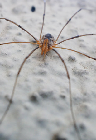 Harvest man spider sitting on a wall in soft focusの写真素材