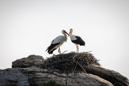 A low angle shot of two storks on a nest