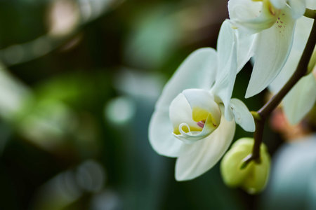 A closeup shot of beautiful white orchid flowers in a gardenの写真素材