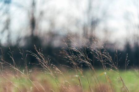 A closeup shot of grass swaying in the wind