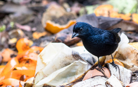 A closeup of a cute black ruby-crowned tanager standing on the ground in a forest with dry leaves and tangerine peelsの写真素材