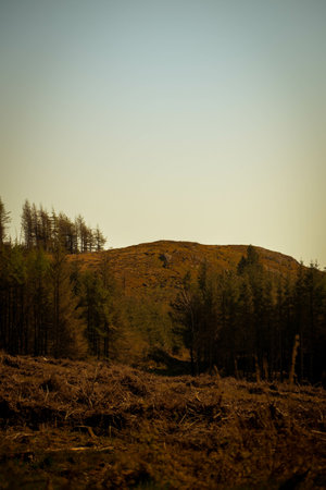 A vertical shot of meadows and hills with forests under a bright sky