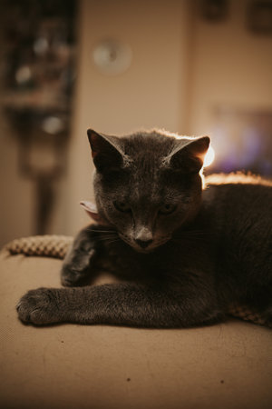 A closeup shot of a black domestic Bombay cat laying