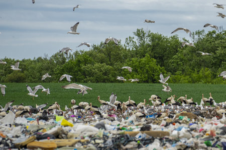 A large flock of seagulls and storks looking for food in the trash