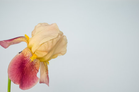 A closeup of drying irises isolated on a gray background with space for tex