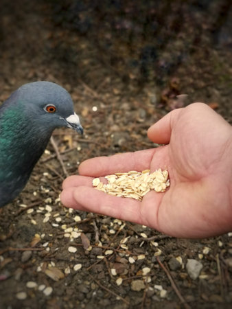 A vertical shot of a grey dove eating food from a palm of a personの写真素材