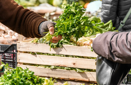 Closeup image of person buying parsley at a market. Seller, buyer, farmers market, vegetables, organic, fresh, raw, food.の写真素材