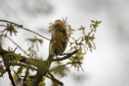 A great tit with materials to make a nest