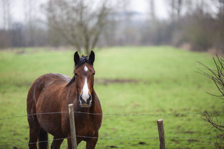 A beautiful shot of an elegant brown horse on a field