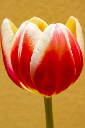 A vertical shot of a red tulip isolated on a yellow backgroundの写真素材