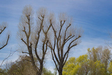 A beautiful view of trees under a blue skyの写真素材