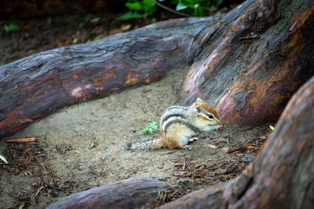 A closeup shot of chipmunk snacking