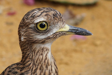 A closeup shot of the Cape thick-knee spotted dikkop, spotted thick-knee, Burhinus capensisの写真素材