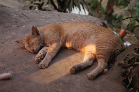 A closeup of an adorable cat lying and sleeping on a rock outdoorsの写真素材