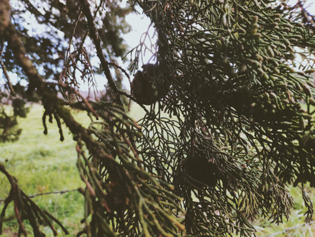 A closeup of thuja branches on background of a fieldの写真素材
