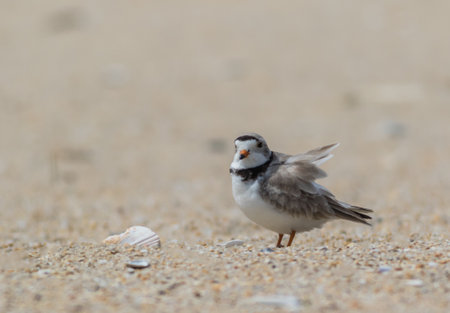 A shallow focus of a small bird on a gloomy day at the beachの写真素材