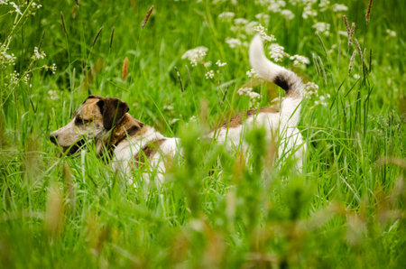 A closeup shot of a dog in the garden