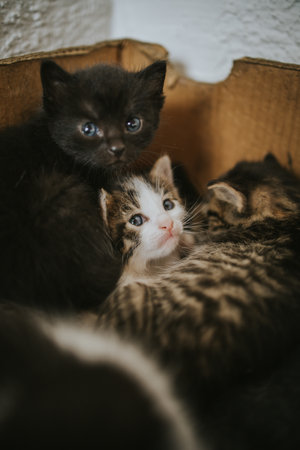 A vertical shot of cute kittens lying on a bedの写真素材