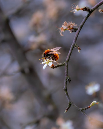 A closeup shot of a honeybee on a tree flower