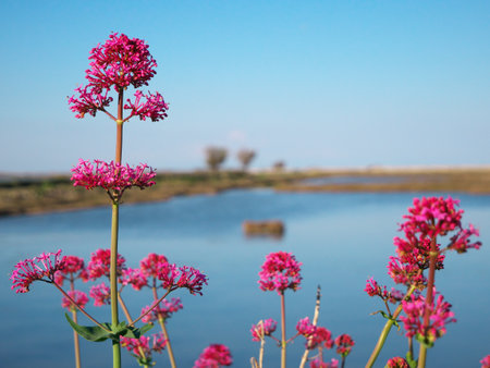A closeup shot of beautiful pink flowers against blue lake backgroundの写真素材