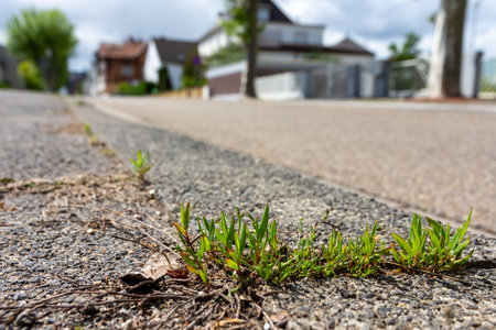 A closeup of a small patch of grass growing on an empty street with modern houses in the backgroundの写真素材