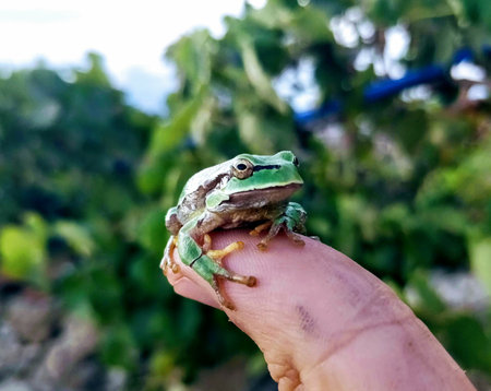 A closeup shot of a frog on hand