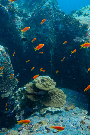 A vertical shot of underwater coral reefs and beautiful tropical fishesの写真素材