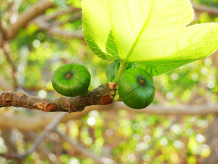 A selective focus shot of ripening green figs