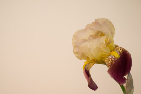A closeup of yellow and purple iris flower isolated on cream background for a copy spaceの写真素材