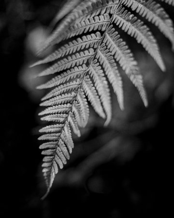 A vertical grayscale shot of a fern plantの写真素材