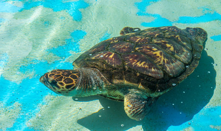 A sea turtle swimming in the waterの写真素材